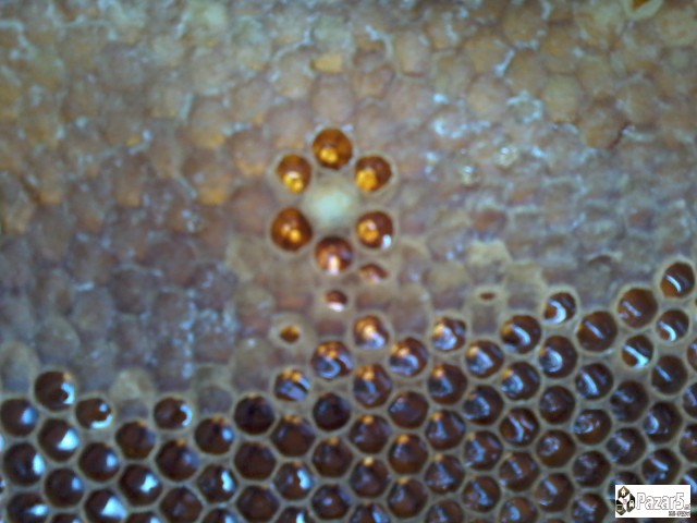 Pcheli, Pchelni Semejstva, Rojcinja, Roevi