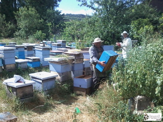 Pcheli, Pchelni Semejstva, Rojcinja, Roevi