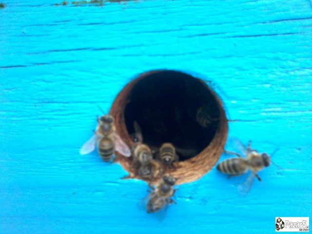 Pcheli, Pchelni Semejstva, Rojcinja, Roevi