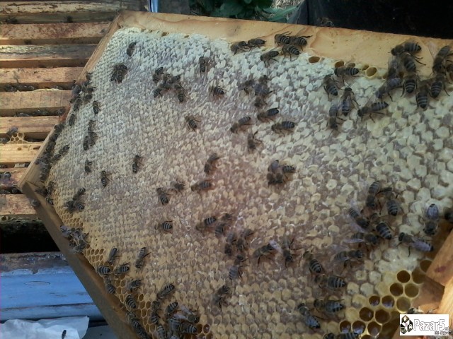 Pcheli, Pchelni Semejstva, Rojcinja, Roevi