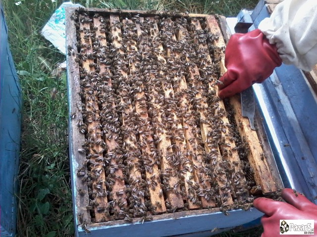 Pcheli, Pchelni Semejstva, Rojcinja, Roevi