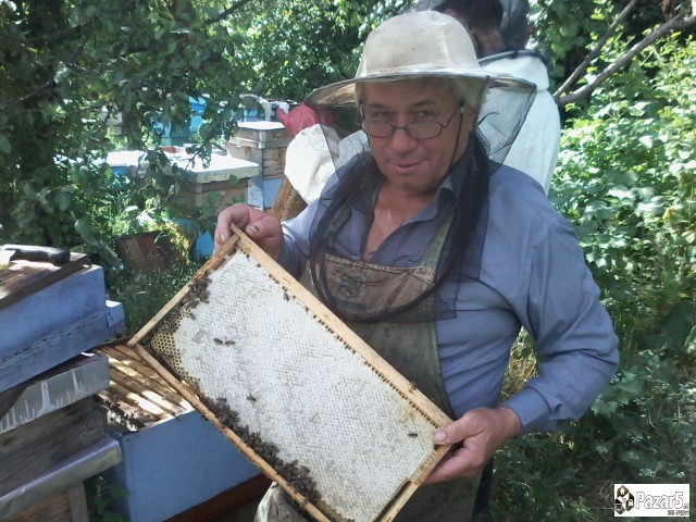 Pcheli, Pchelni Semejstva, Rojcinja, Roevi