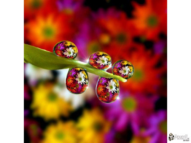 БИЛНИ КАПКИ *ШАРСКА ГОРЧИЦА*