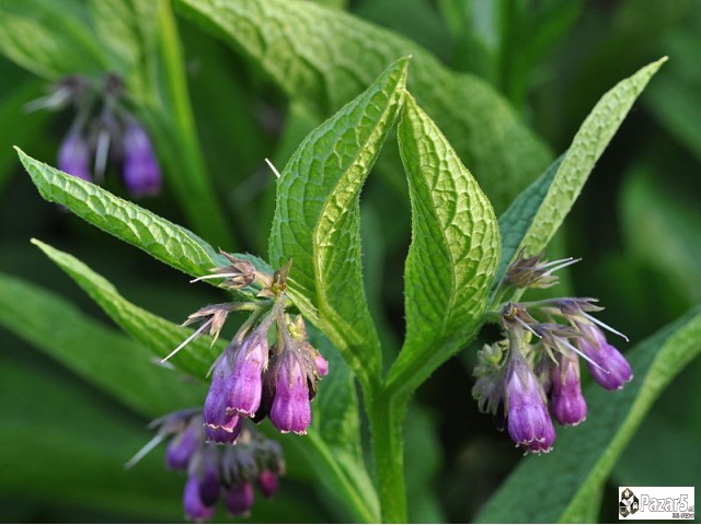 ГАВЕЗ - ГЕЛ,КРЕМА,МЕЛЕМ и КАПКИ од корен на ГАВЕЗ 