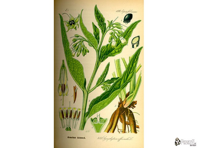 ГАВЕЗ - ГЕЛ,КРЕМА,МЕЛЕМ и КАПКИ од корен на ГАВЕЗ 