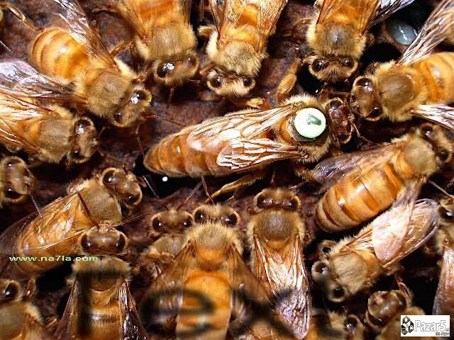 Prvoklasni Pcelni Matici I Vo 2018