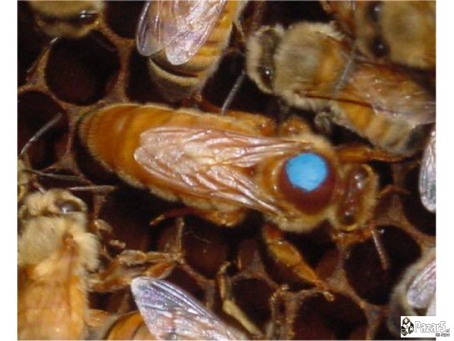 Prvoklasni Pcelni Matici I Vo 2018