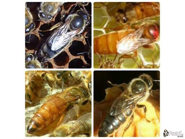 Prvoklasni Pcelni Matici I Vo 2018