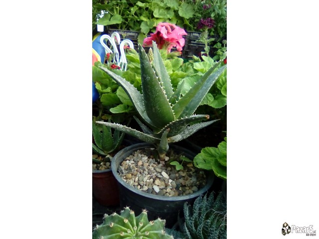 Cvekinja Kaktusi Dekorativni Rastenija