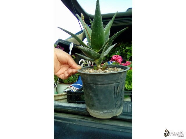 Cvekinja Kaktusi Dekorativni Rastenija