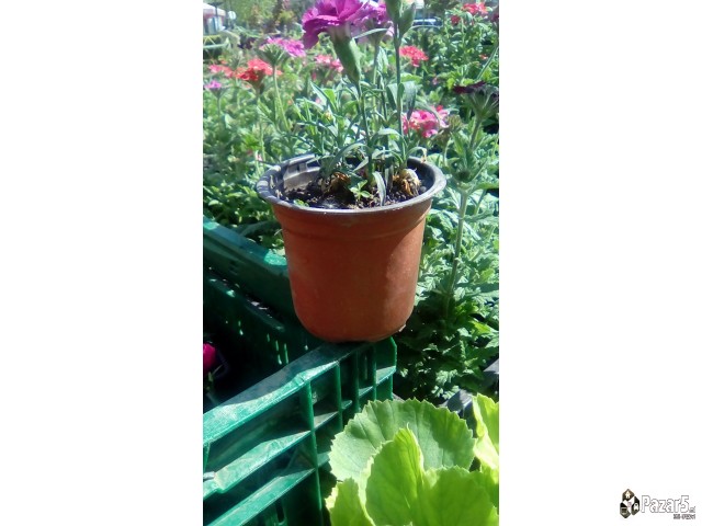 Cvekinja Kaktusi Dekorativni Rastenija