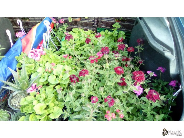 Cvekinja Kaktusi Dekorativni Rastenija