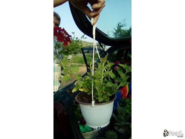 Cvekinja Kaktusi Dekorativni Rastenija