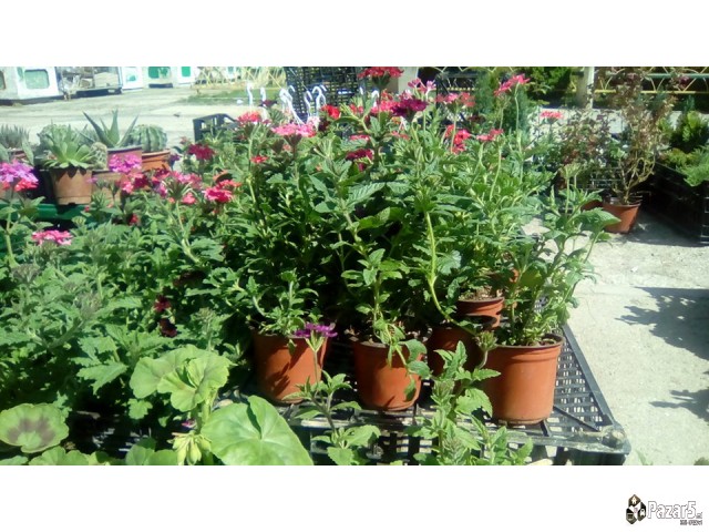 Cvekinja Kaktusi Dekorativni Rastenija