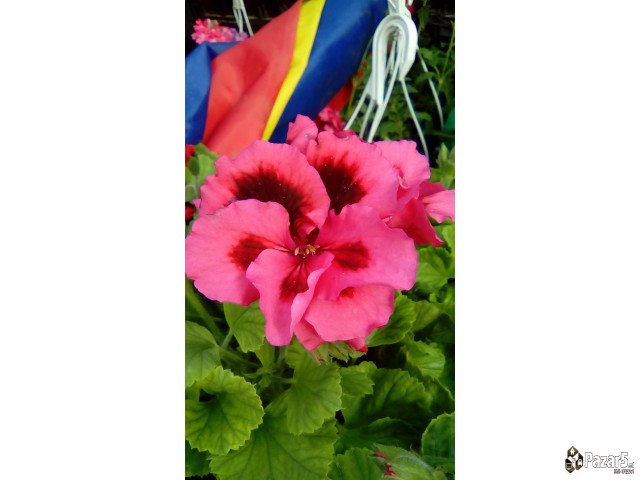 Cvekinja Kaktusi Dekorativni Rastenija