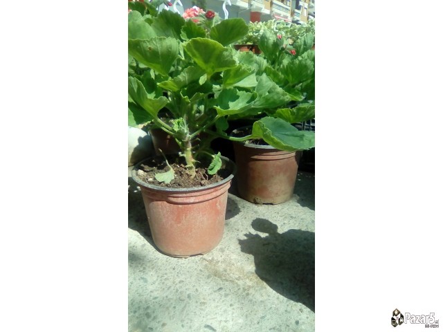 Cvekinja Kaktusi Dekorativni Rastenija