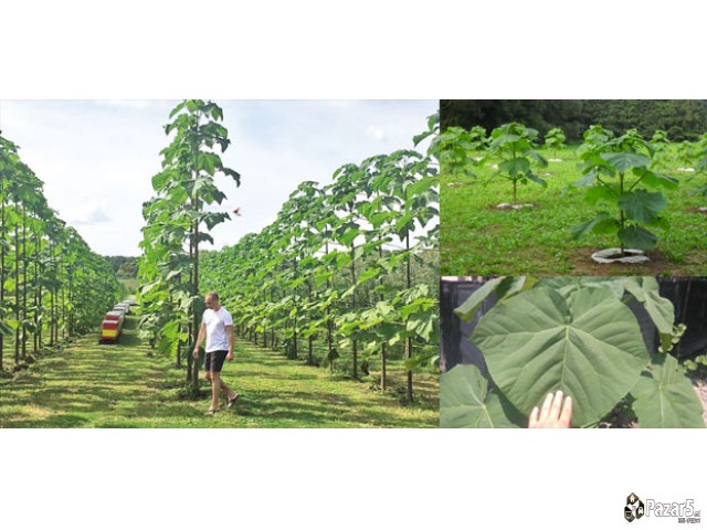 Пауловнија