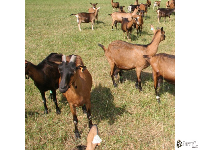 Продавам кози