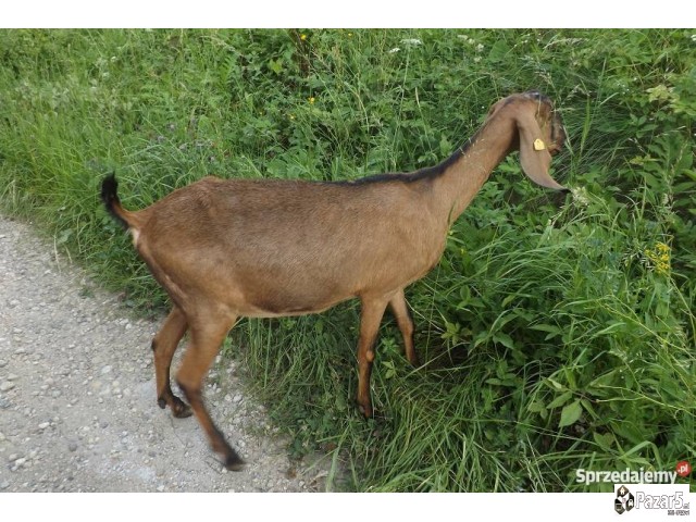 Продавам кози