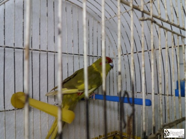 Se Podava Papagal Kozica