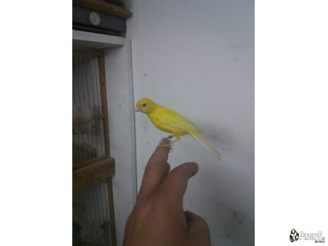 Prodavam Kanarinci Lipohromci Zhuti