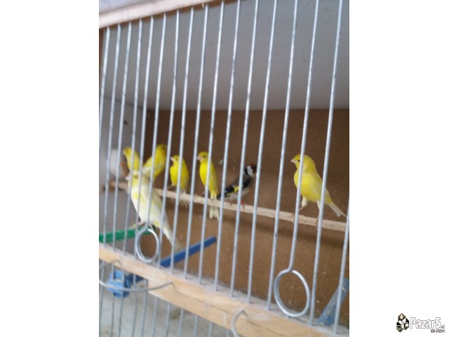 Prodavam Kanarinci Lipohromci Zhuti