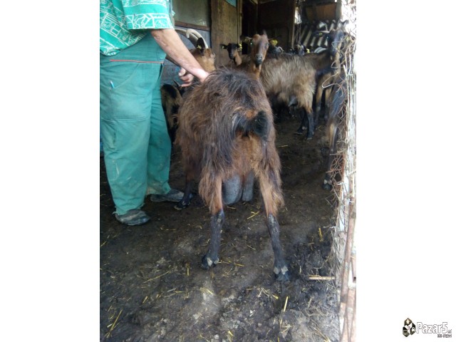 Млечни кози