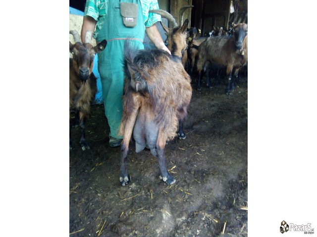 Млечни кози