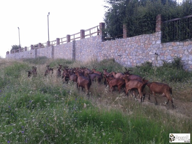 Млечни кози