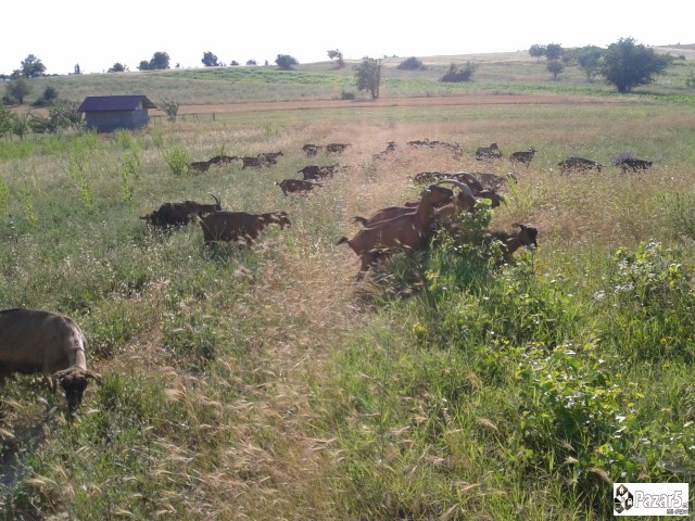 Млечни кози