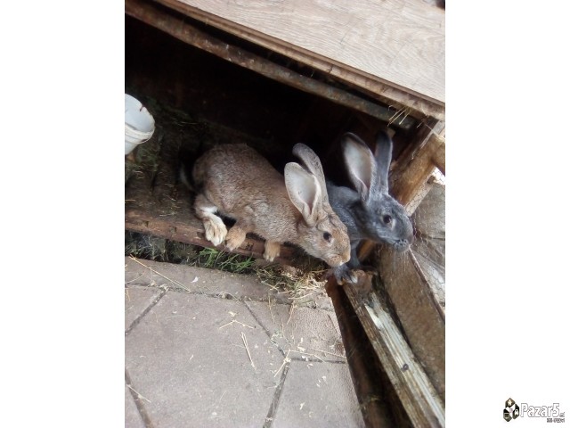 Продавам зајци