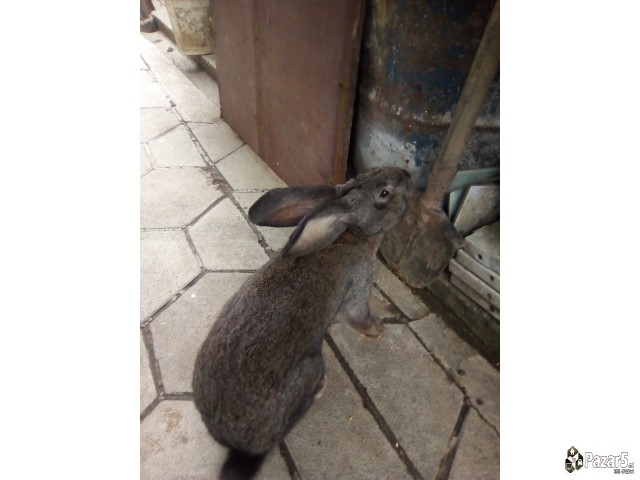 Продавам зајци