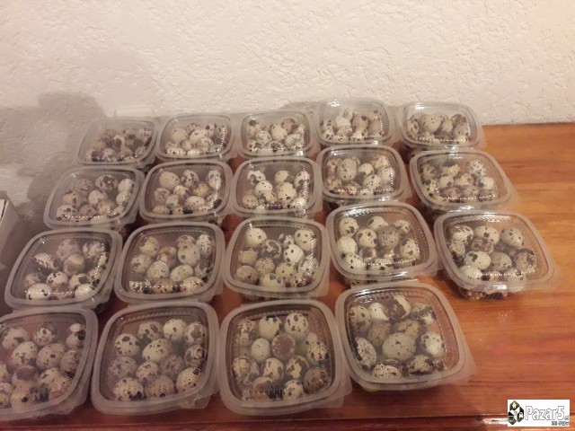 Farma Ilievi Jajca I Pilinja Od Japonski Prepelici