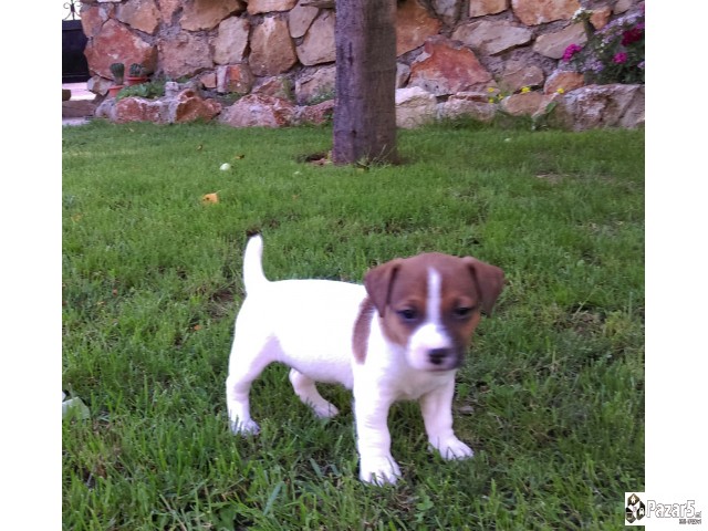 Jack Russel Terier