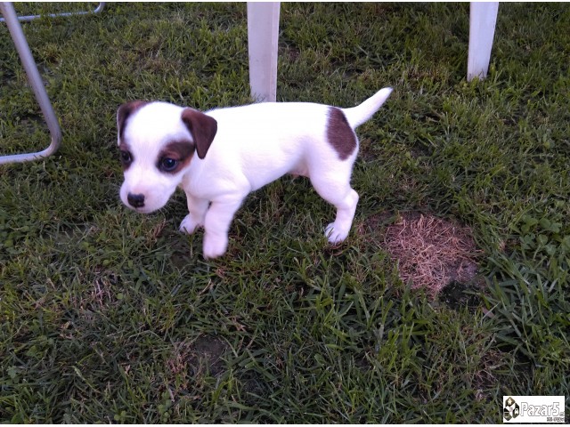 Jack Russel Terier