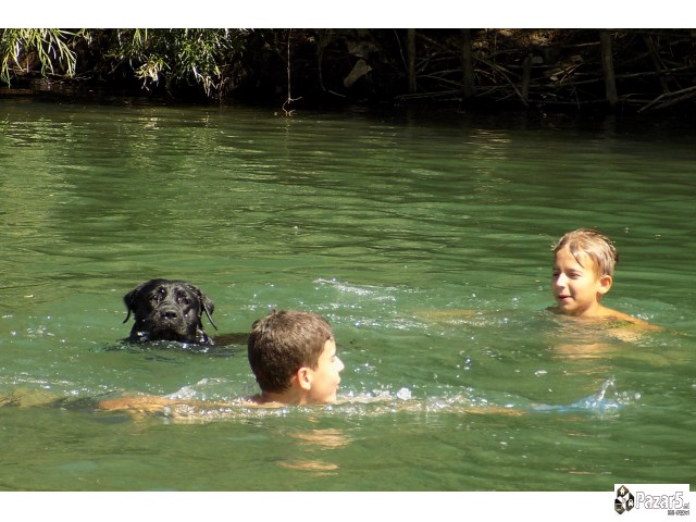 Labrador Kucenca So Odlicno Pedigre Od Vrvni Linii