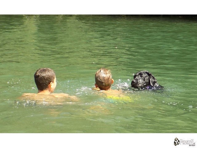 Labrador Kucenca So Odlicno Pedigre Od Vrvni Linii