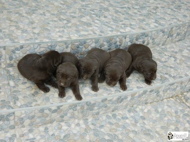 ЧОКОЛАДНИ ЛАБРАДОРИ