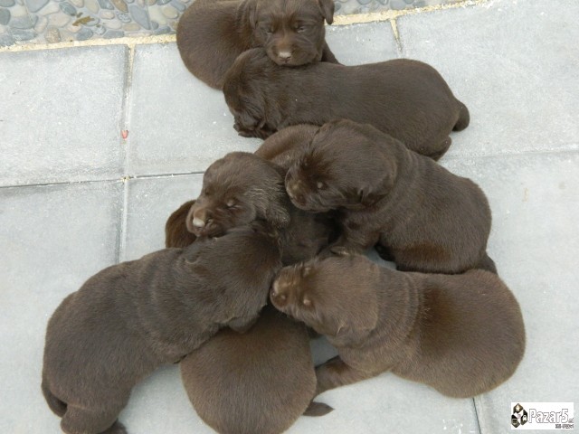 ЧОКОЛАДНИ ЛАБРАДОРИ