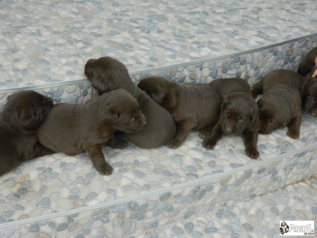 ЧОКОЛАДНИ ЛАБРАДОРИ