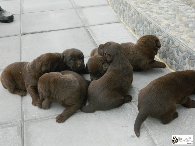 ЧОКОЛАДНИ ЛАБРАДОРИ