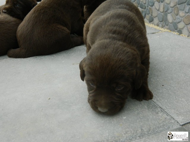 ЧОКОЛАДНИ ЛАБРАДОРИ