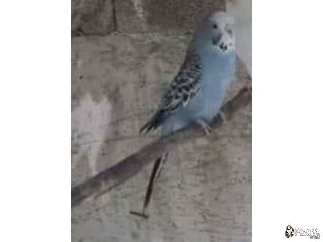 Нимфи и полустандард тигрици 