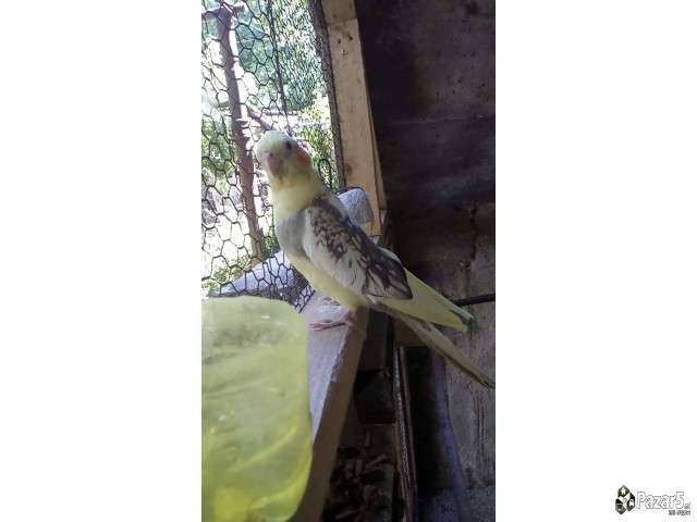 Нимфи и полустандард тигрици 