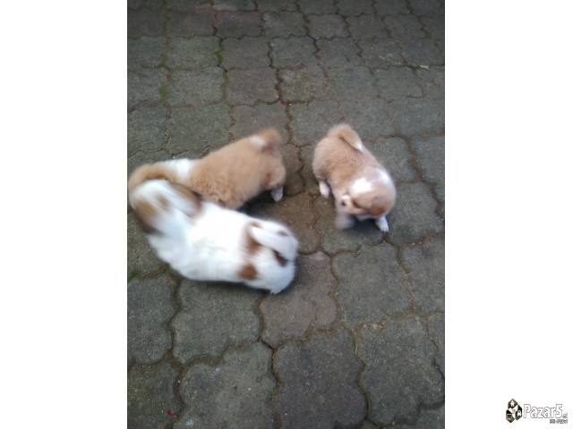 Кралки пекинезери