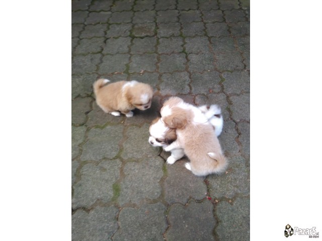 Кралки пекинезери