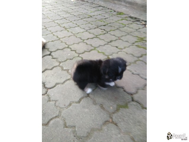 Кралки пекинезери