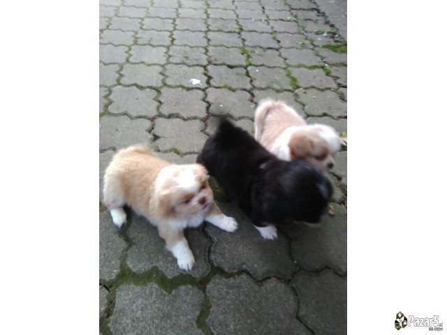 Кралки пекинезери