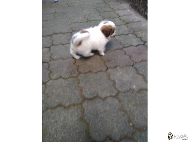 Кралки пекинезери