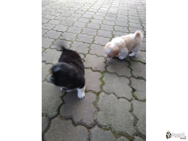 Кралки пекинезери